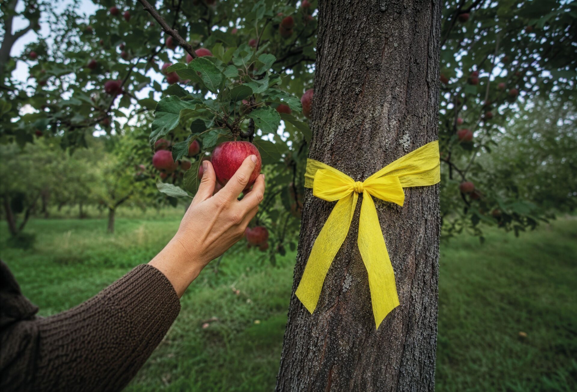 Gelbes Band an einem Apfelbaum, eine Hand greift nach einem Apfel